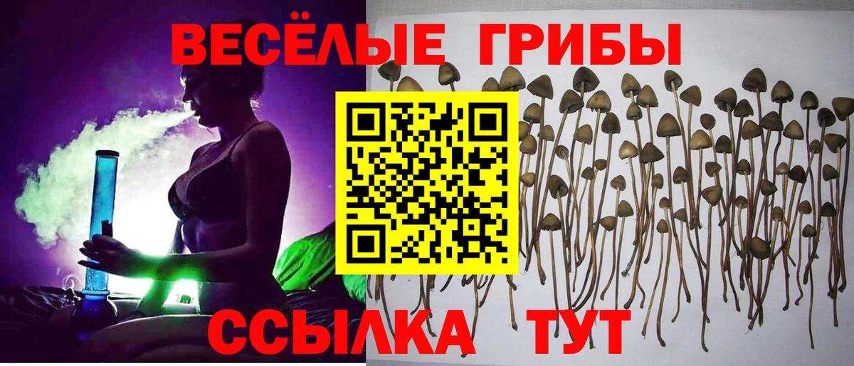 Псилоцибиновые грибы Psilocybe Кинешма